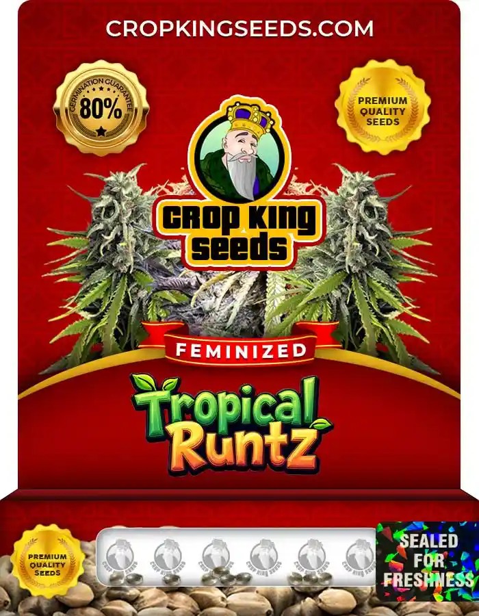 Tropical Runtz Strain Feminized Marijuana Seeds