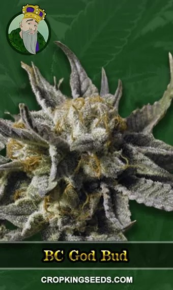 BC God Bud Regular Marijuana Seeds