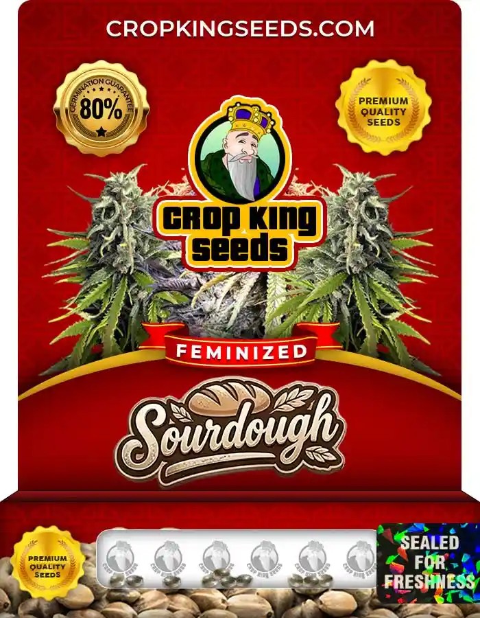 Sourdough Strain Feminized Marijuana Seeds