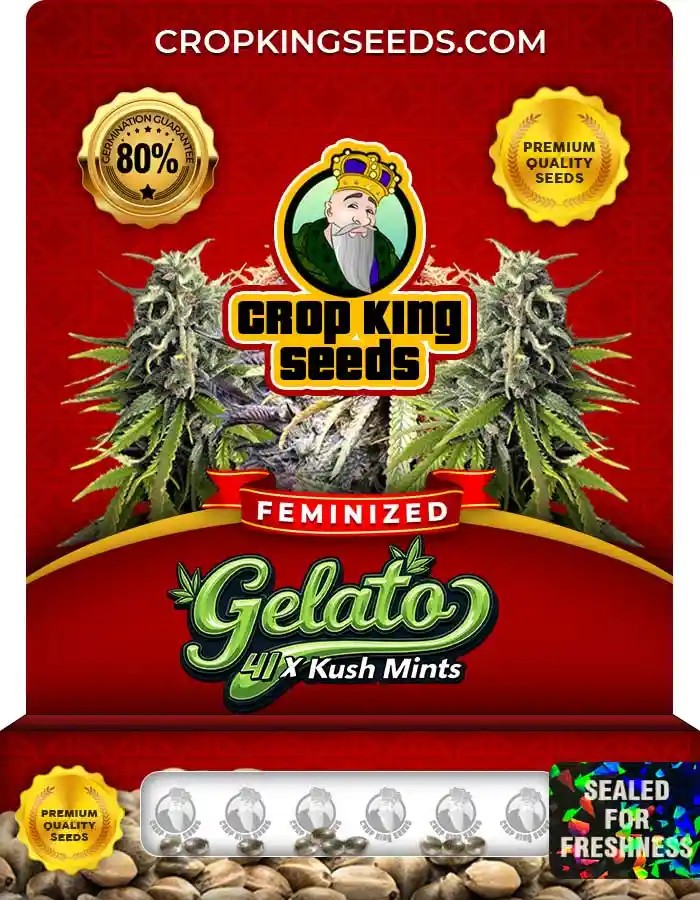 Gelato 41 x Kush Mints Strain Feminized Seeds