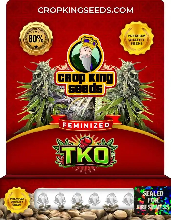 TKO Strain Feminized Marijuana Seeds