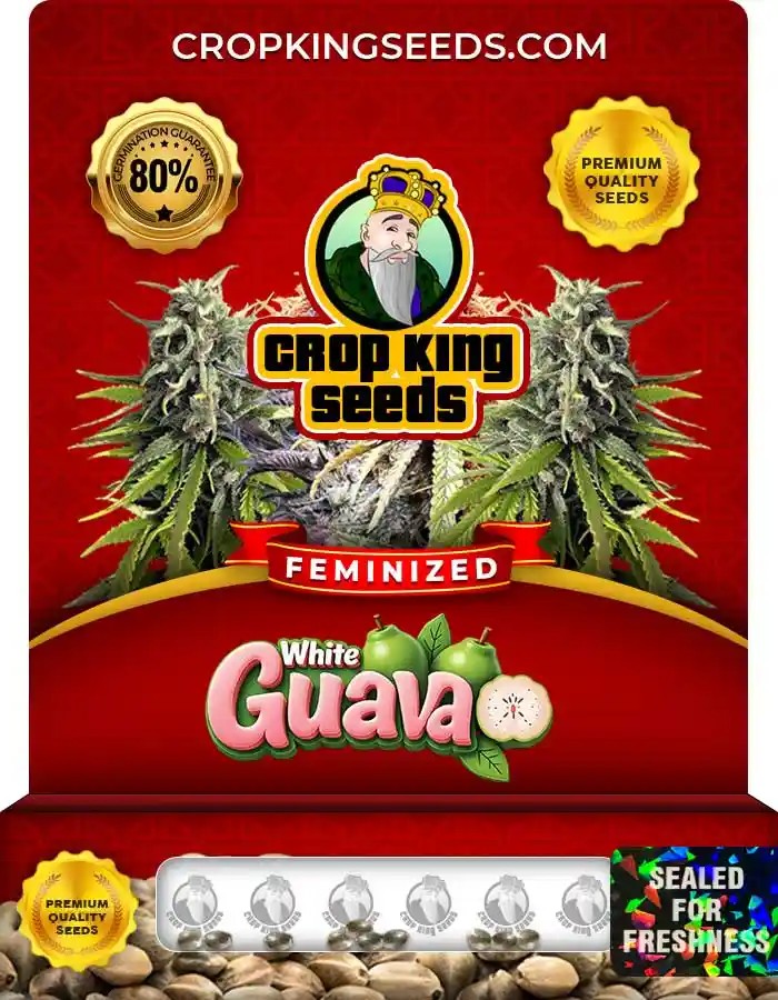 White Guava Strain Feminized Marijuana Seeds