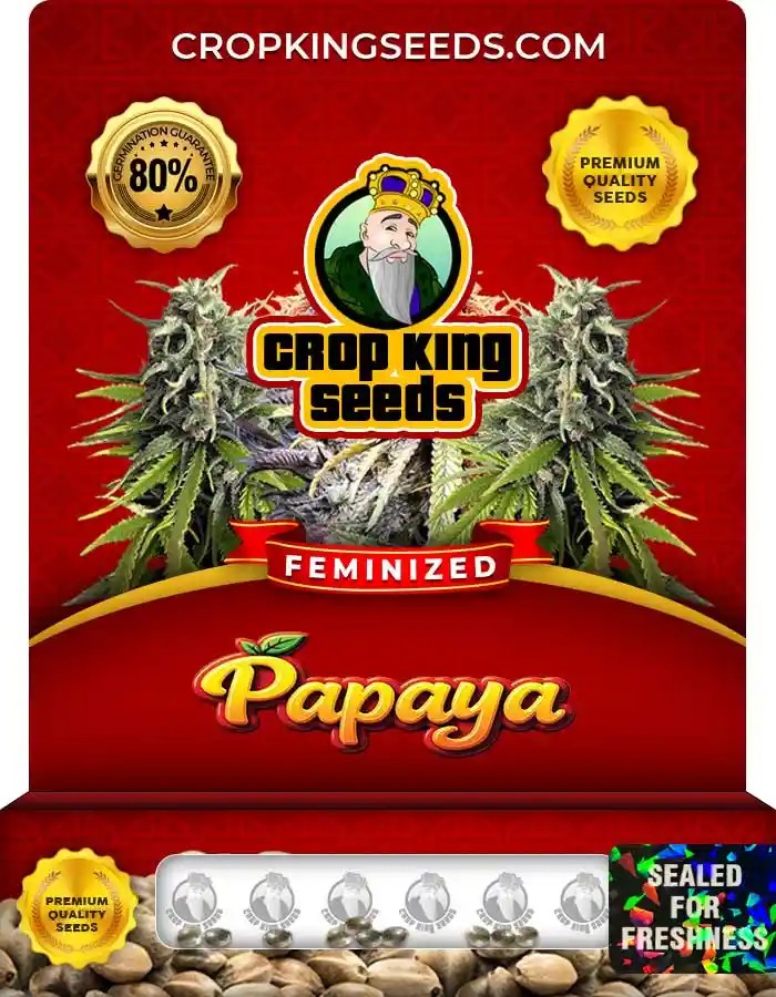 Papaya Strain Feminized Marijuana Seeds