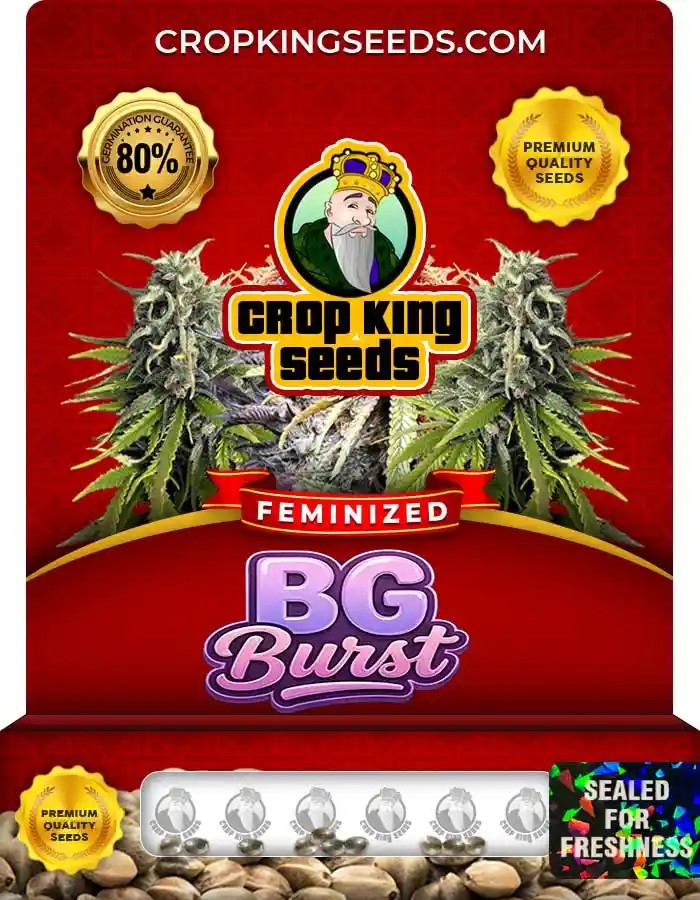 Bg Burst Strain Feminized Seeds