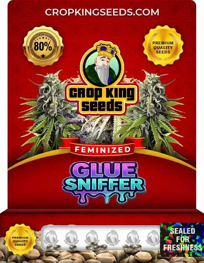 Glue Sniffer Feminized Seeds