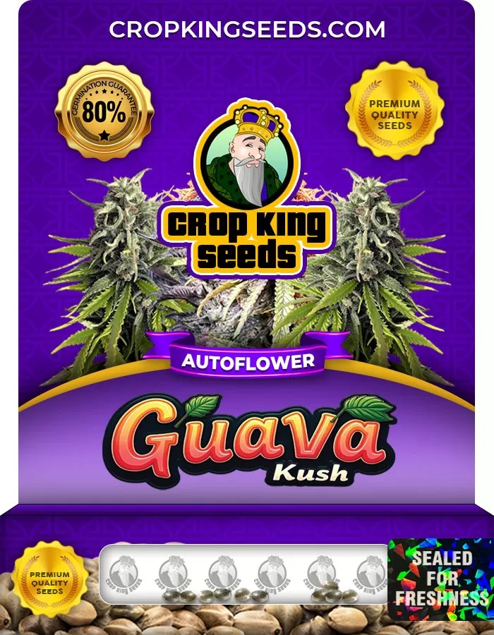 Guava Kush Autoflower Marijuana Seeds