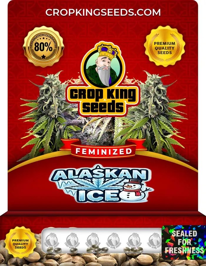 Alaskan Ice Strain Feminized Seeds