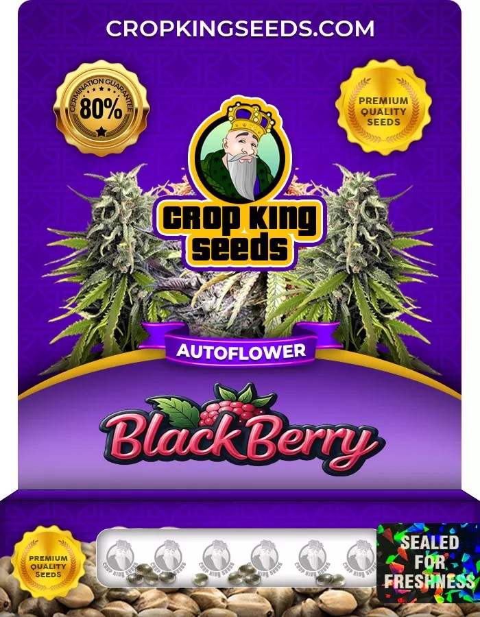 BlackBerry Strain Autoflower Marijuana Seeds