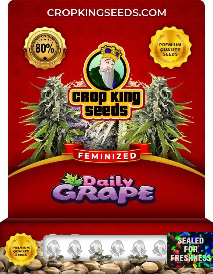Daily Grape Strain Feminized Marijuana Seeds