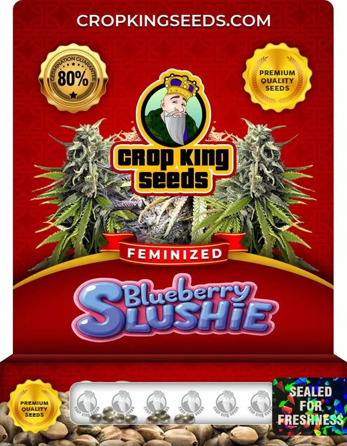 Blueberry Slushie Feminized Seeds