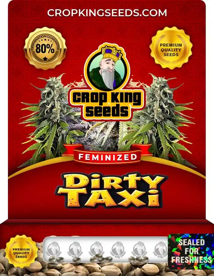 Dirty Taxi Strain Feminized Marijuana Seeds