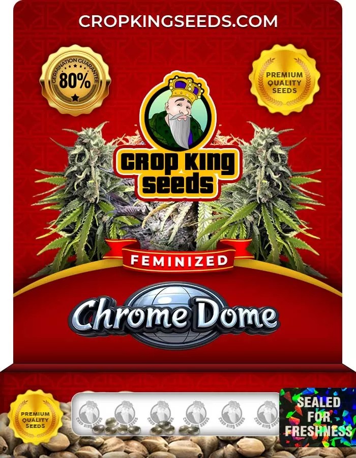 Chrome Dome Strain Feminized Seeds