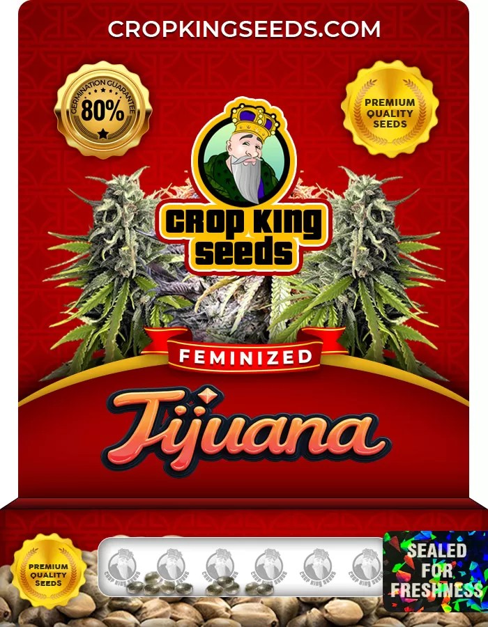 Tijuana Strain Feminized Marijuana Seeds