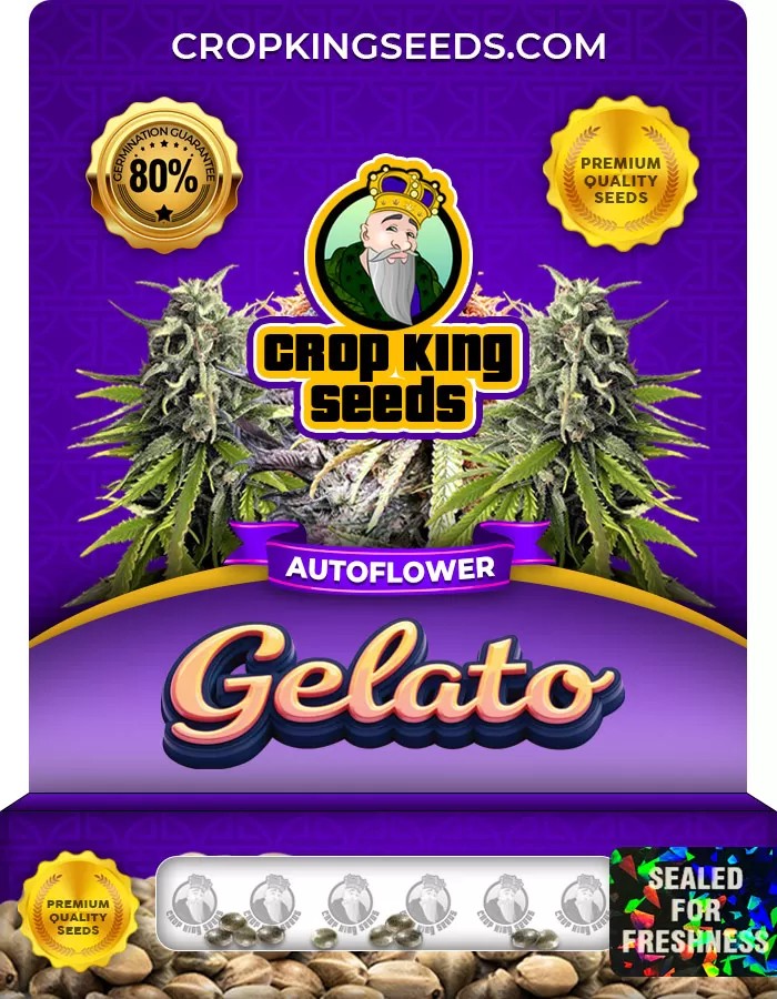 Gelato Autoflower Marijuana Seeds