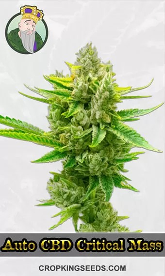 Autoflower CBD Critical Mass Strain Feminized Marijuana Seeds