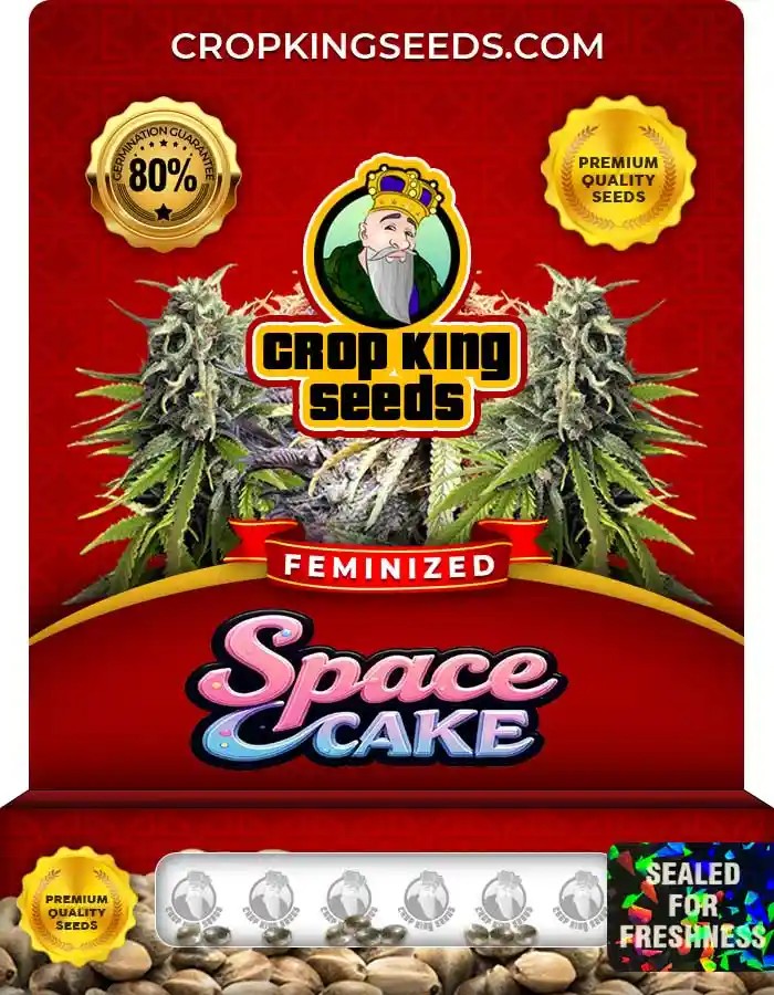 Space Cake Strain Feminized Marijuana Seeds
