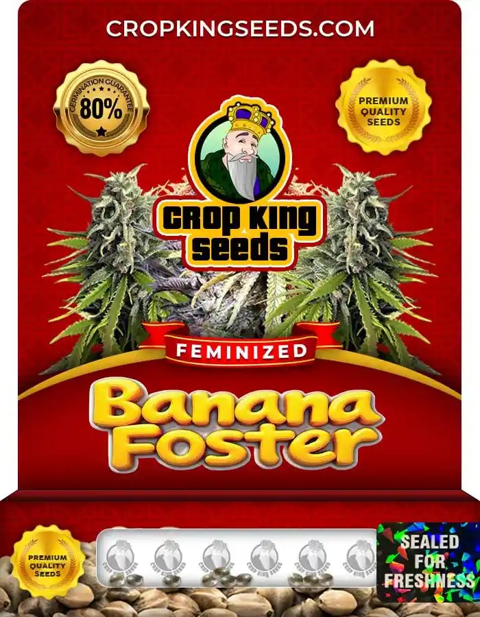 Banana Foster Feminized Seeds