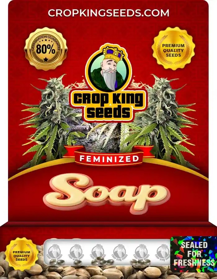 Soap Strain Feminized Marijuana Seeds