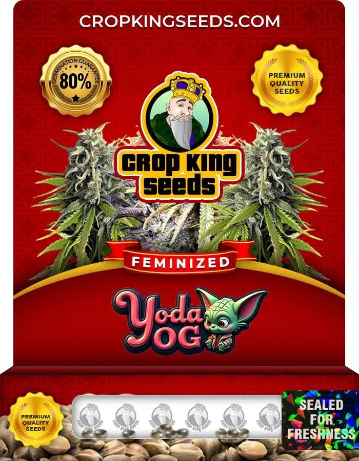 Yoda OG Strain Feminized Marijuana Seeds