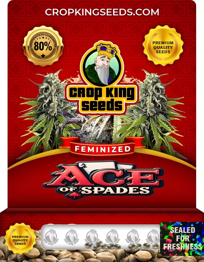 Ace of Spades Feminized Marijuana Seeds
