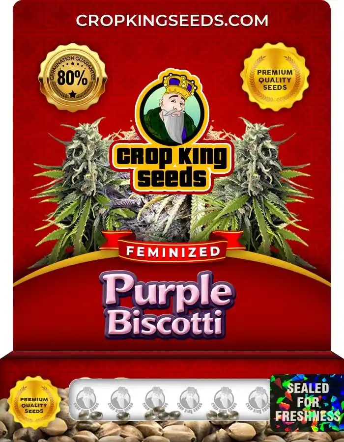 Purple Biscotti Strain Feminized Seeds