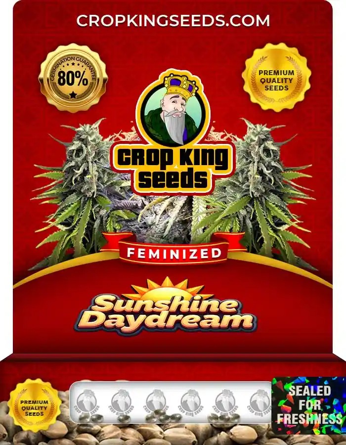 Sunshine Daydream Strain Feminized Marijuana Seeds