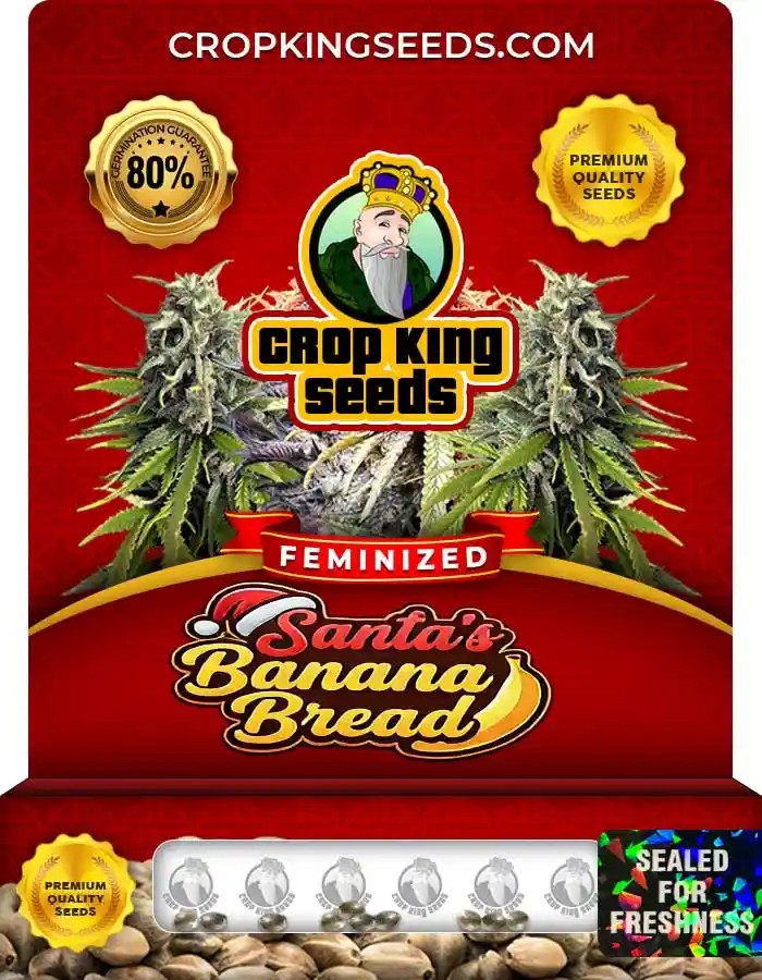 Santa’s Banana Bread Strain Feminized Seeds