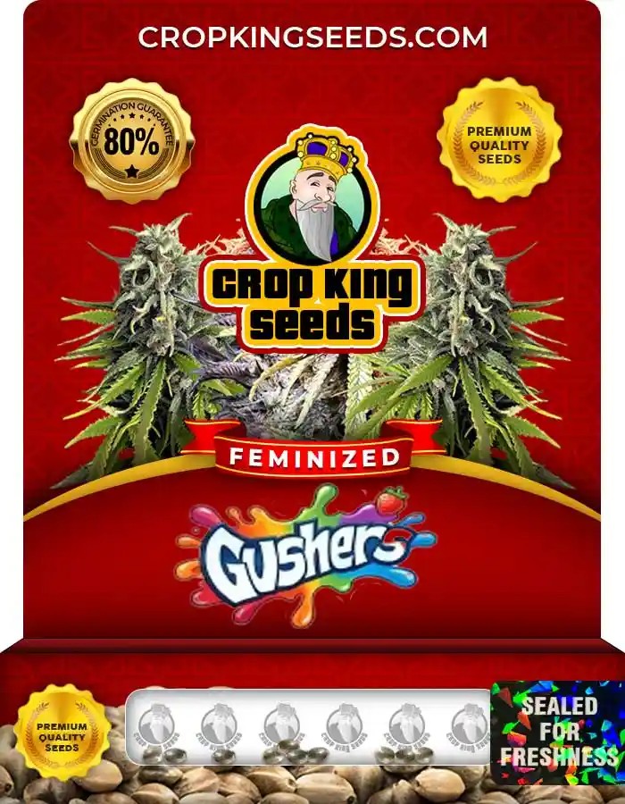 Gushers Strain Feminized Marijuana Seeds