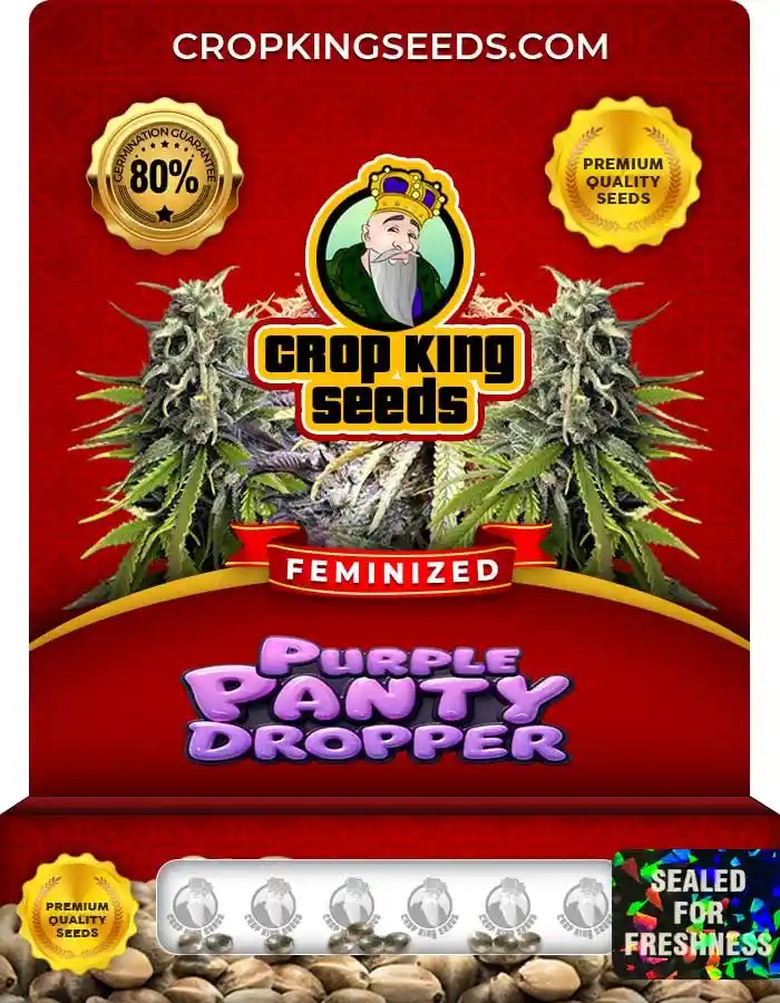 Purple Panty Dropper Strain Feminized Marijuana Seeds