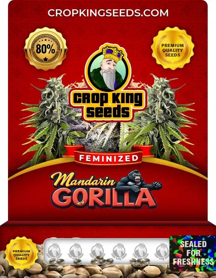 Mandarin Gorilla Feminized Seeds