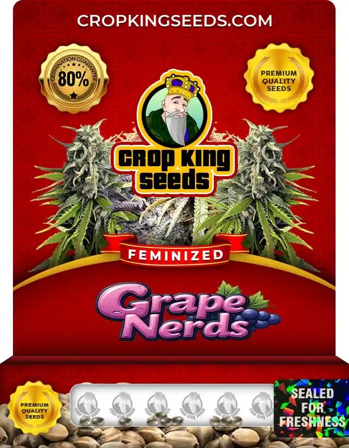 Grape Nerds Strain Feminized Marijuana Seeds