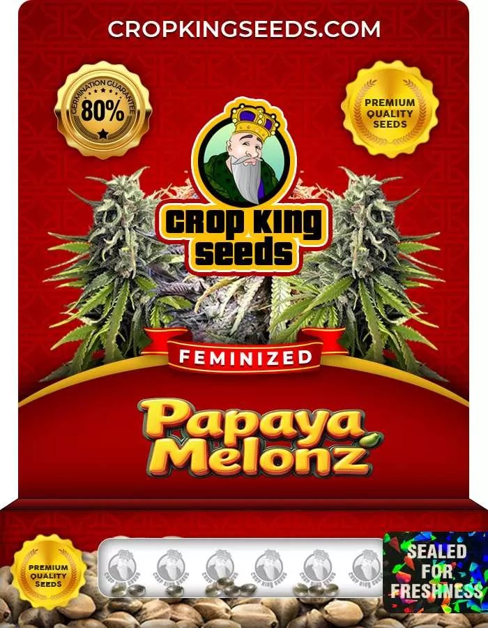 Papaya Melonz Feminized Seeds