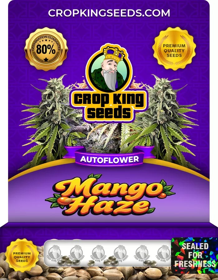 Mango Haze Autoflower Marijuana Seeds