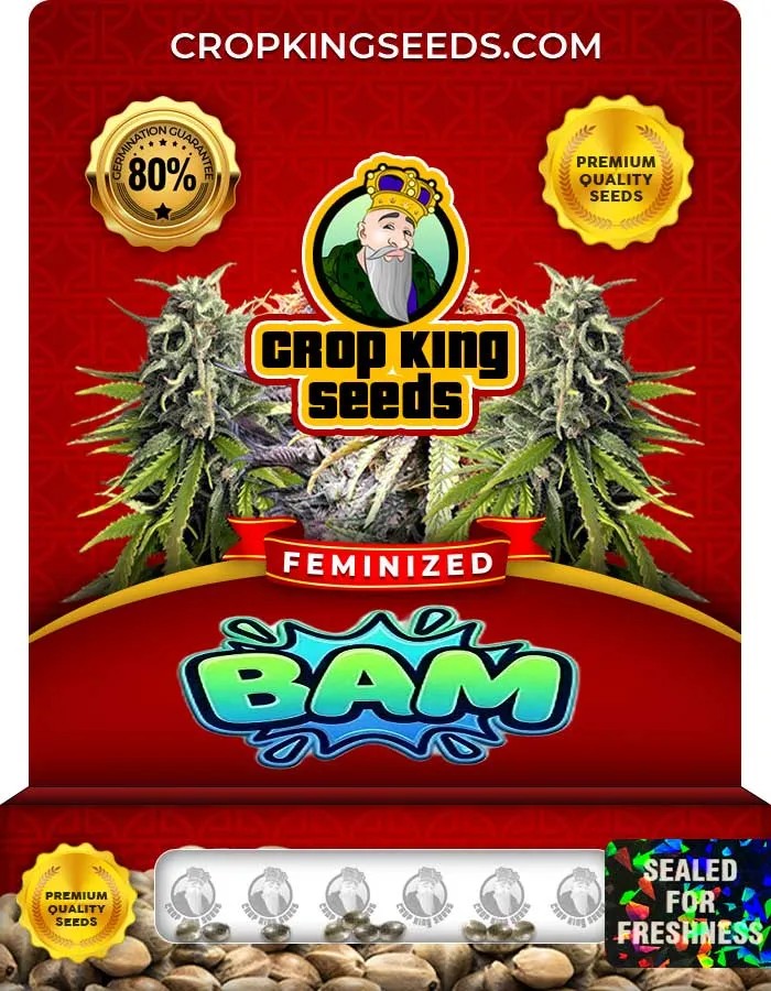 Bam Strain Feminized Seeds