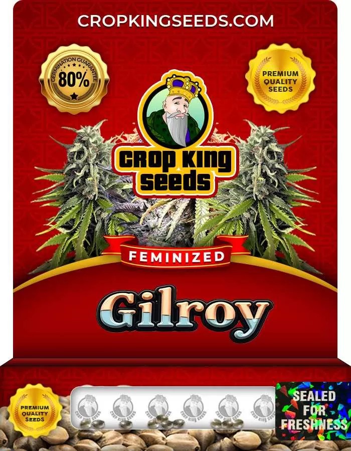Gilroy Feminized Seeds