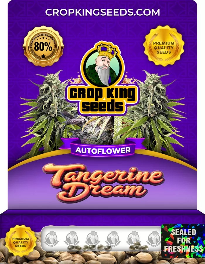Tangerine Dream Autoflower Marijuana Seeds