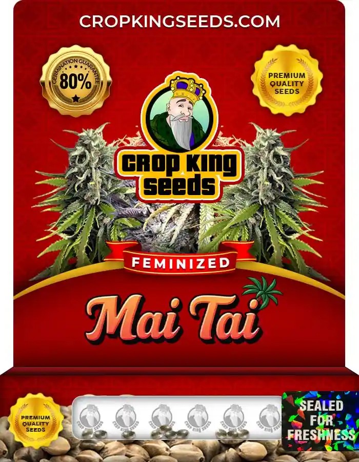 Mai Tai Strain Feminized Marijuana Seeds