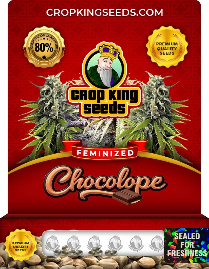 Chocolope Feminized Marijuana Seeds
