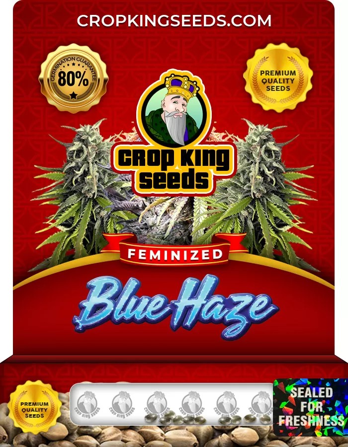 Blue Haze Feminized Marijuana Seeds