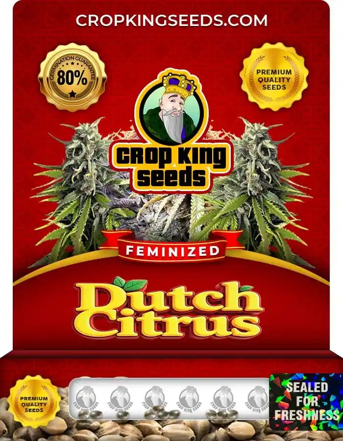 Dutch Citrus Feminized Seeds