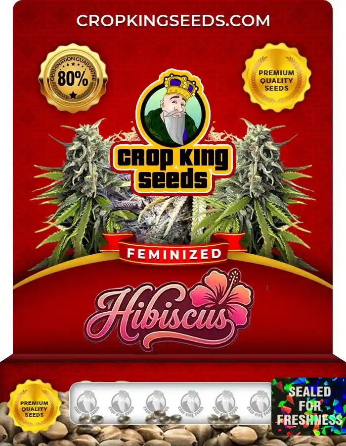 Hibiscus Strain Feminized Marijuana Seeds