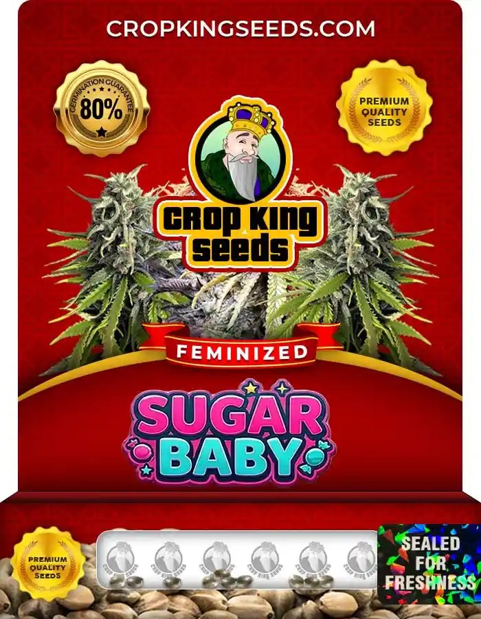 Sugar Baby Feminized Seeds