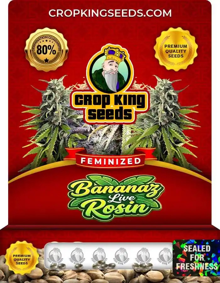 Bananaz Live Rosin Strain Feminized Seeds