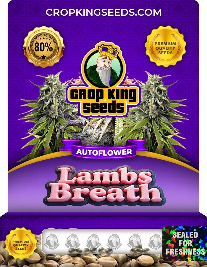 Lambs Breath Autoflower Marijuana Seeds