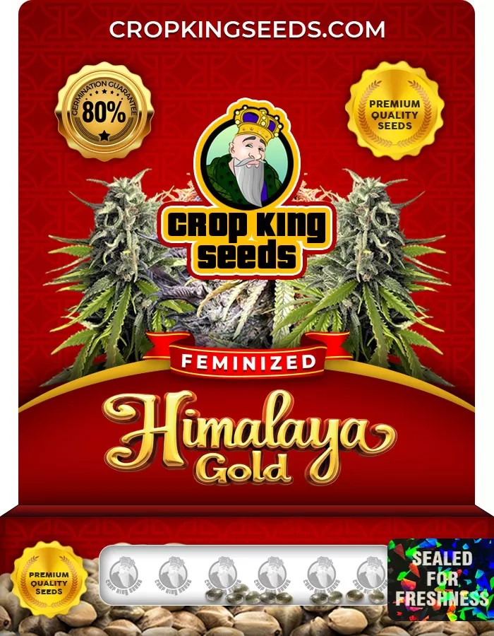 Himalaya Gold Feminized Marijuana Seeds