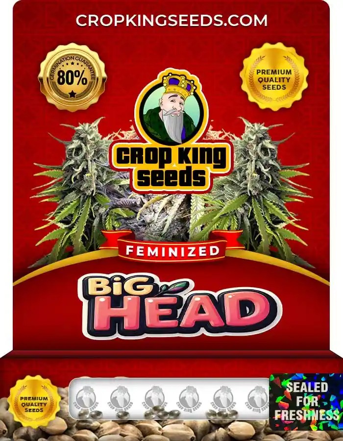 Big Head Strain Feminized Marijuana Seeds