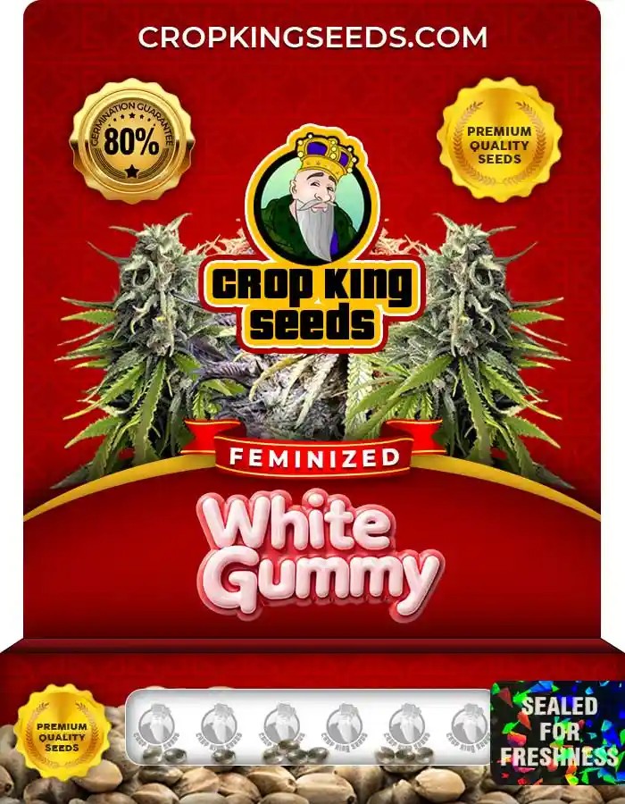 White Gummy Strain Feminized Marijuana Seeds