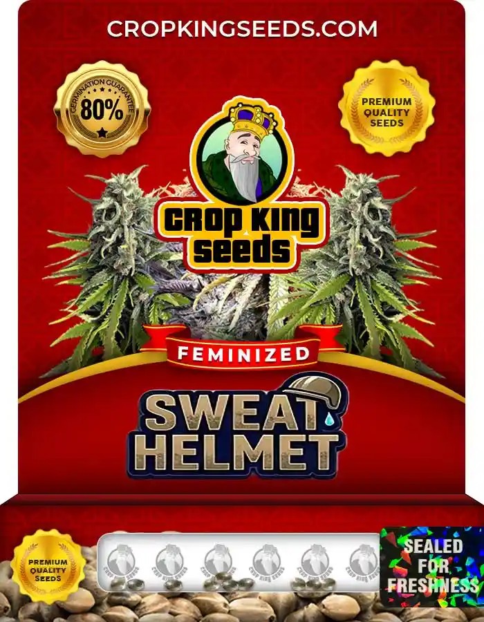 Sweat Helmet Strain Feminized Marijuana Seeds