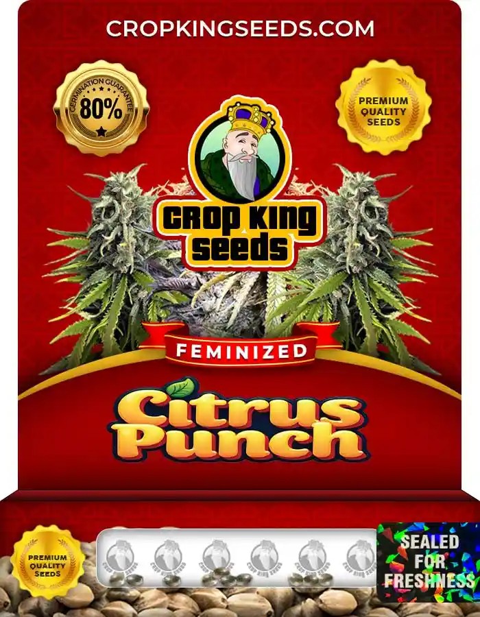 Citrus Punch Feminized Seeds