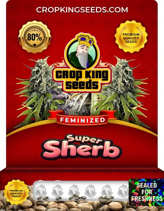 Super Sherb Strain Feminized Marijuana Seeds